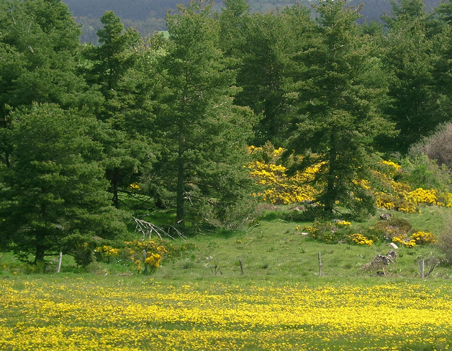 Frühling in der Auvergne