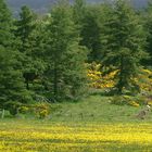 Frühling in der Auvergne