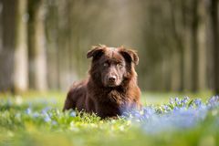 Frühling in der Baille Maille