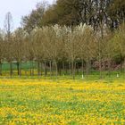 Frühling in der Baumschule