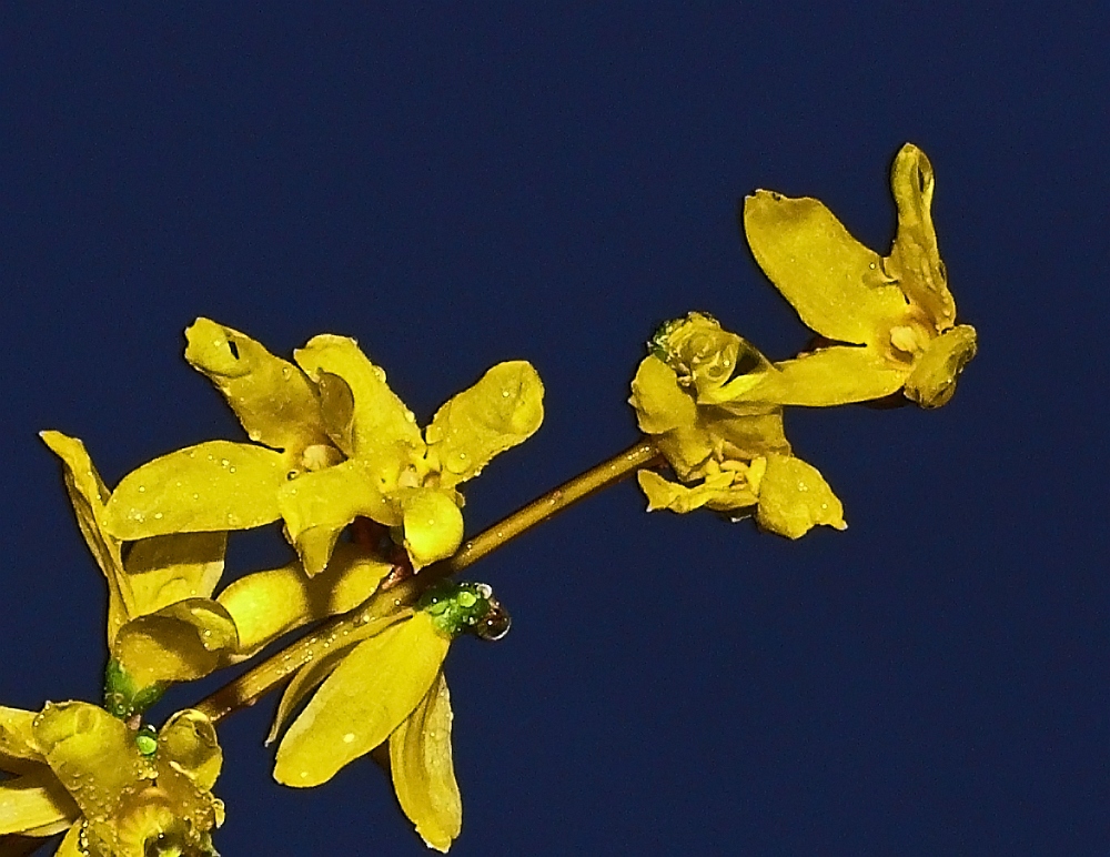 Frühling in der Blauenstunde