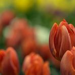 Frühling in der Blumenhalle auf dem Gartenschaugelände in Kaiserslautern. Wünsche..