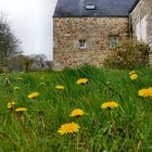 Frühling in der Bretagne