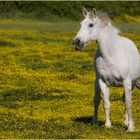 Frühling in der Camargue