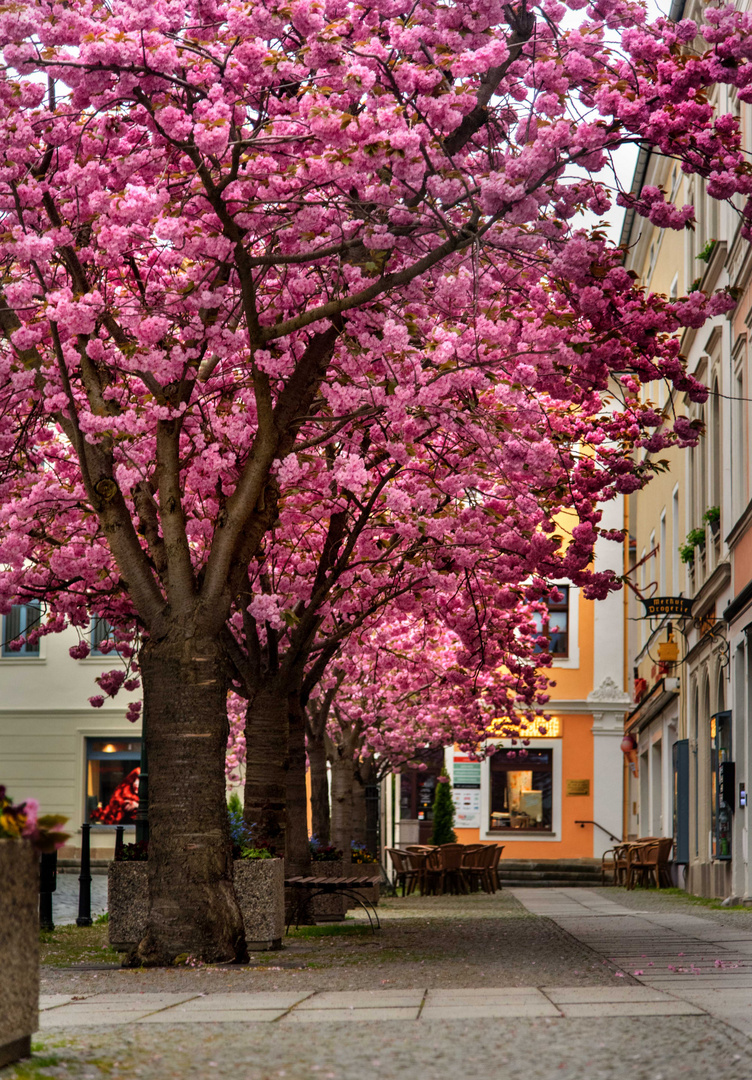 Frühling in der City