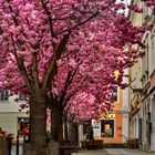 Frühling in der City