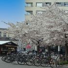 Frühling in der City