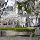 Frühling in der City