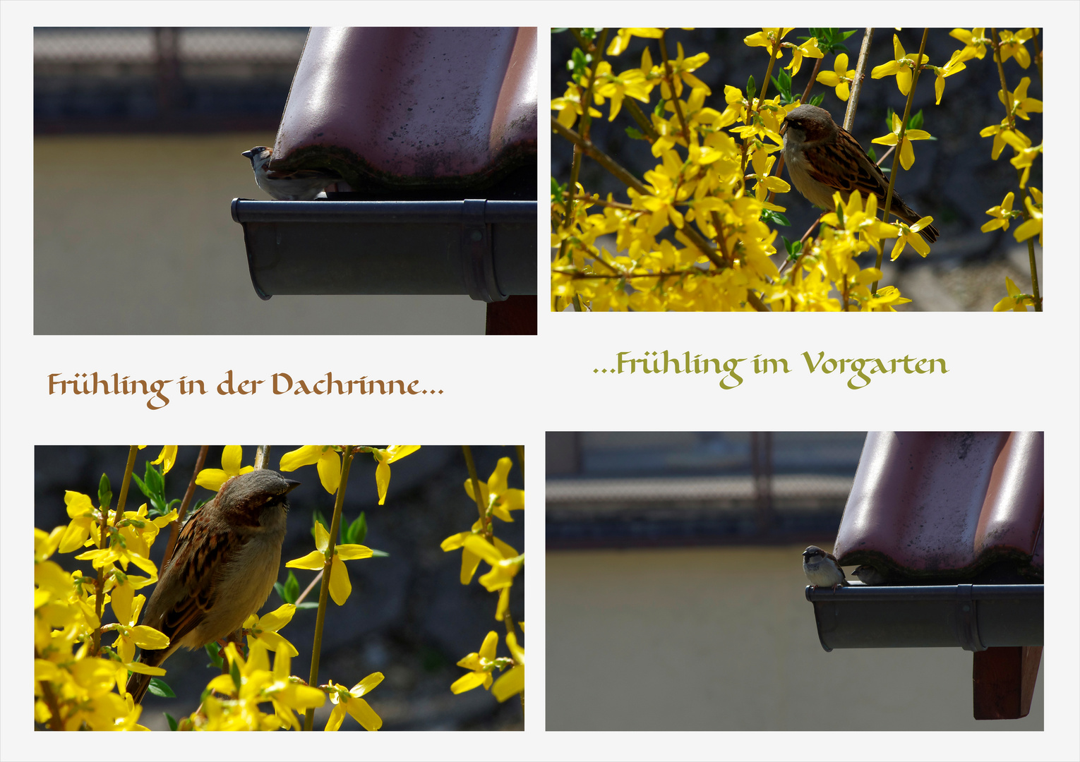 ...Frühling in der Dachrinne 