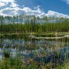 Frühling in der Dümmerniederung!