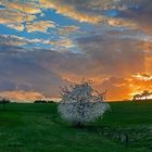 Frühling in der Eifel