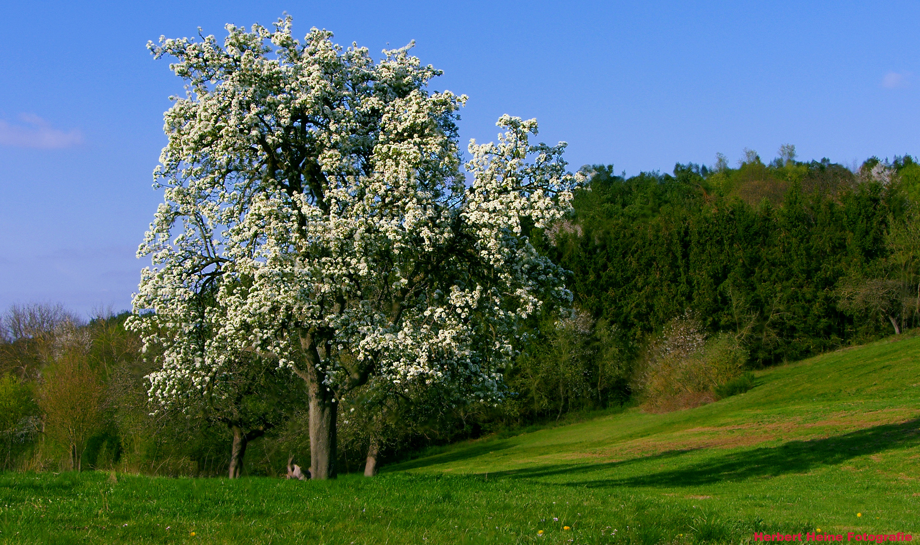 „Frühling, in der Eifel“.....