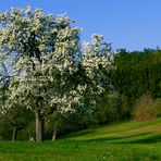 „Frühling, in der Eifel“.....