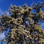 „Frühling, in der Eifel“.....