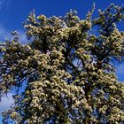 „Frühling, in der Eifel“.....