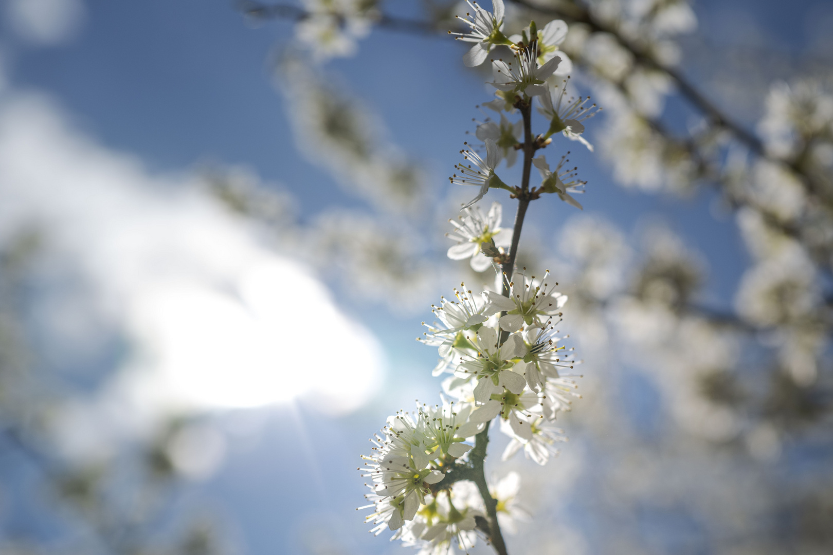 Frühling in der Eifel