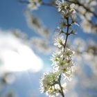 Frühling in der Eifel