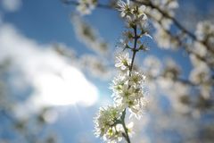 Frühling in der Eifel