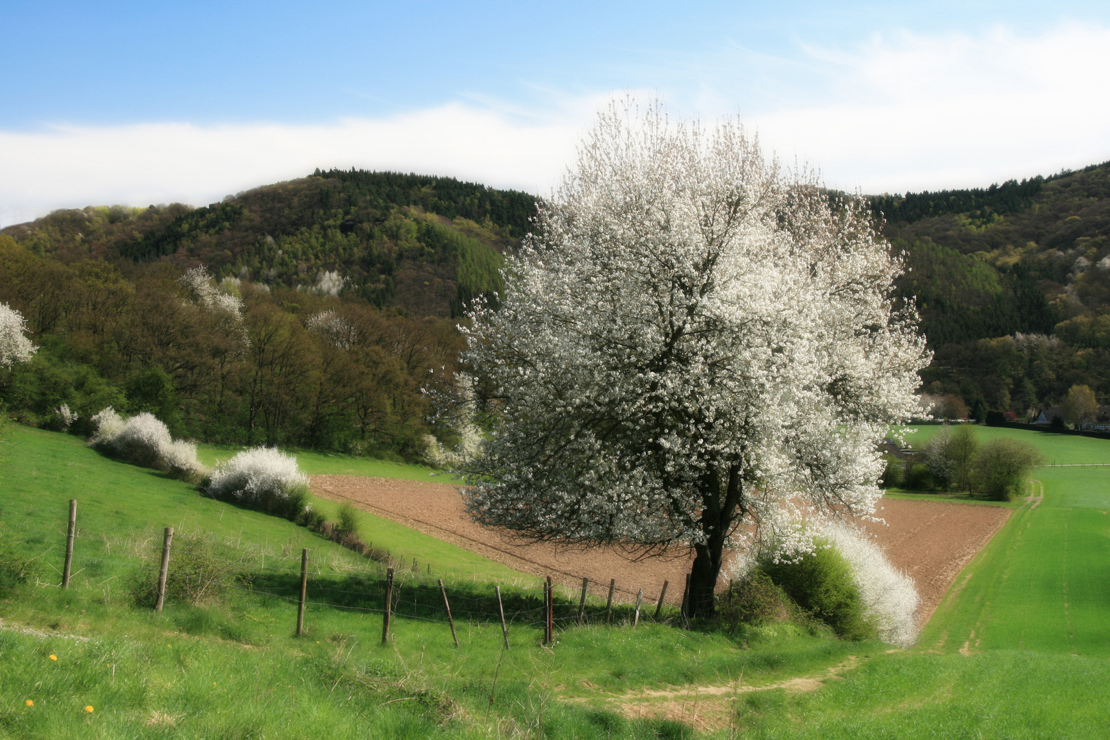 Frühling in der Eifel