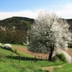 Frühling in der Eifel