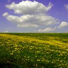 Frühling in der Eifel...