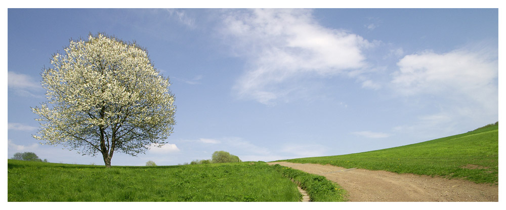 Frühling in der Eifel