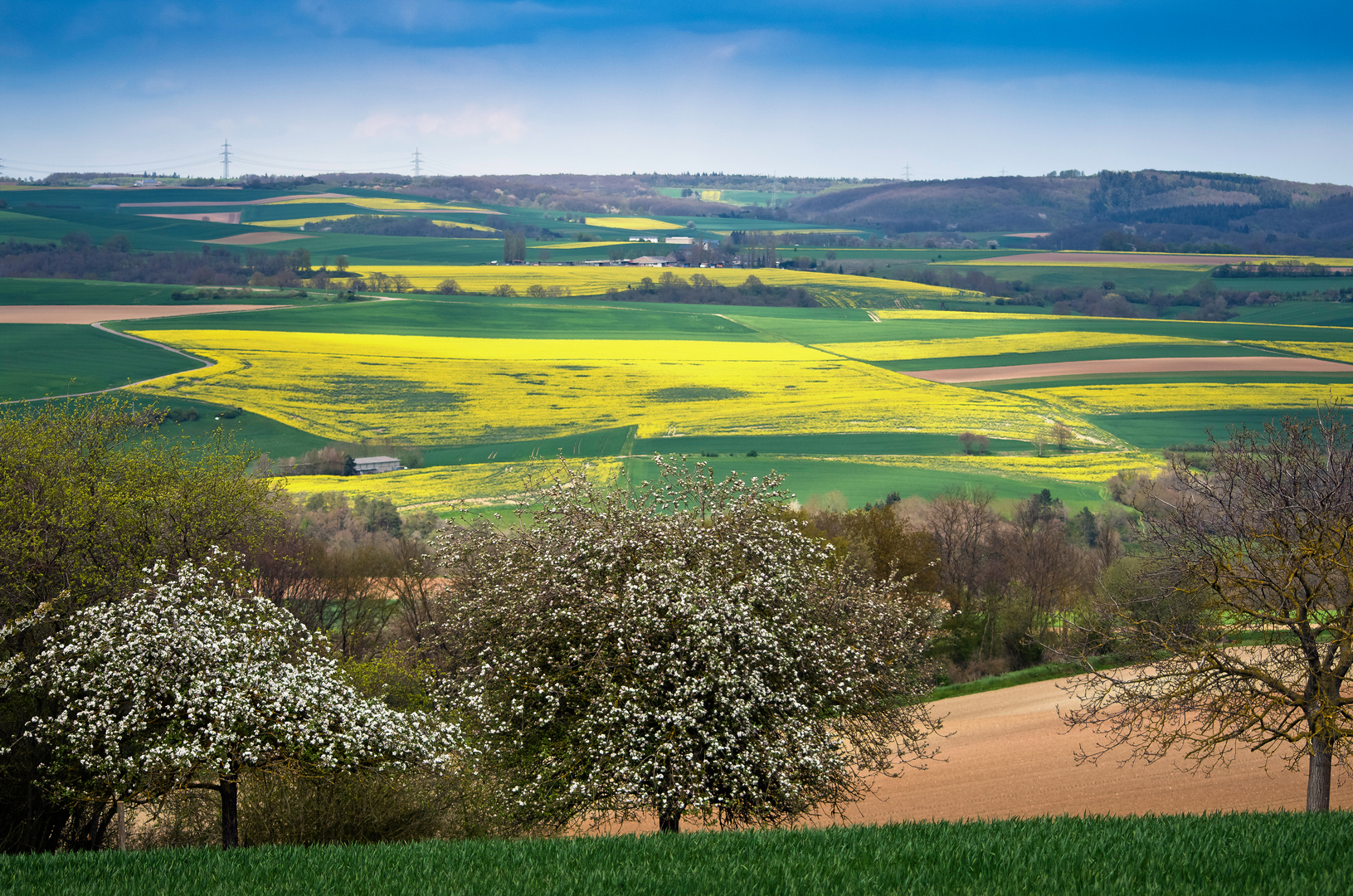 Frühling in der Eifel II