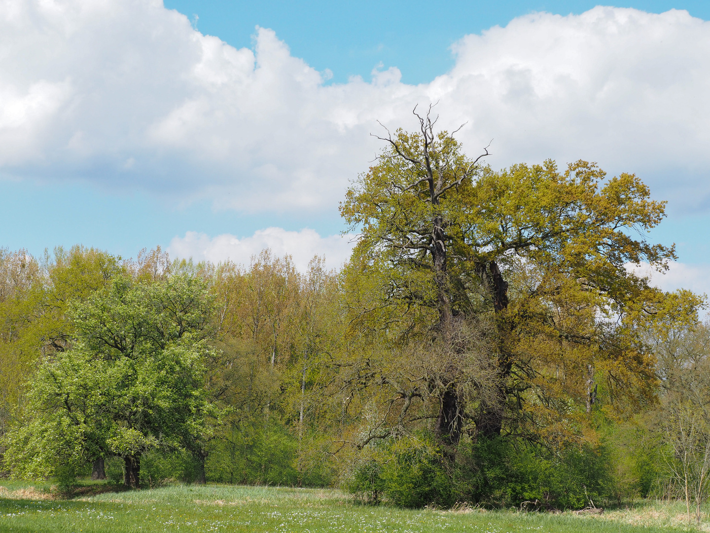 Frühling in der Elbaue