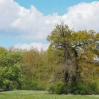 Frühling in der Elbaue