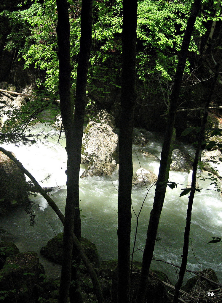 Frühling in der Engenlochschlucht (Bregenzer Wald)