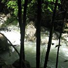 Frühling in der Engenlochschlucht (Bregenzer Wald)