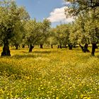 Frühling in der Extremadura