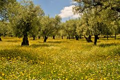 Frühling in der Extremadura