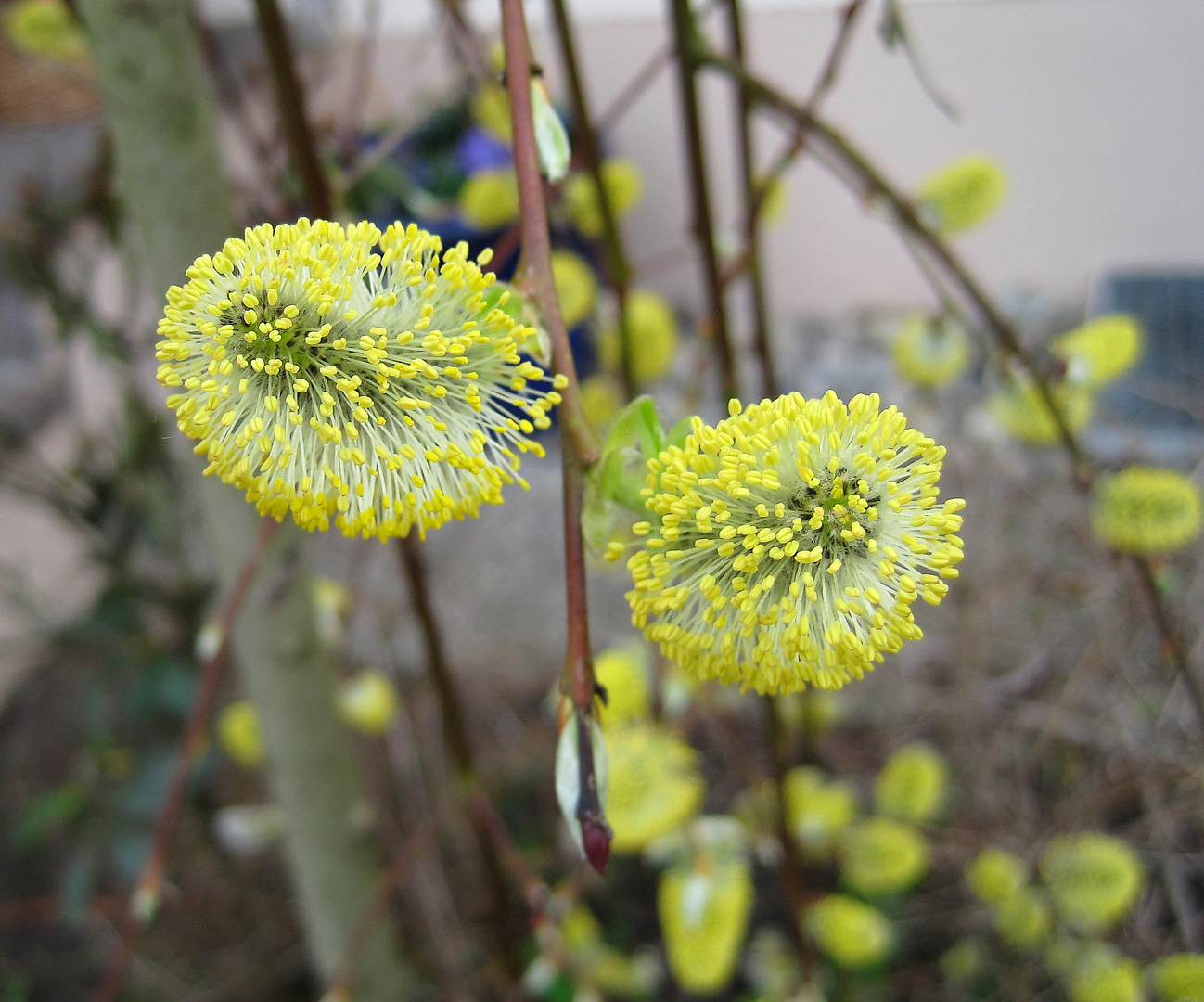 Frühling in der Farbe gelb