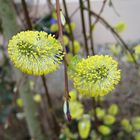 Frühling in der Farbe gelb