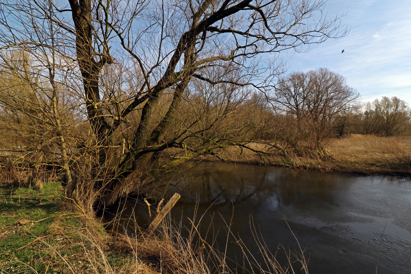 Frühling in der Flussaue