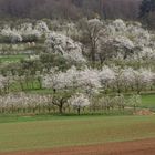 Frühling in der Fränkischen Schweiz