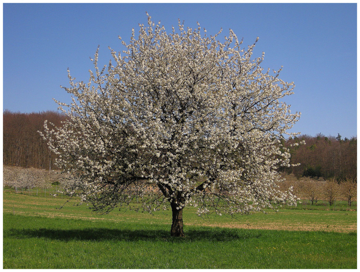 Frühling in der Fränkischen Schweiz