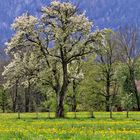 FRühling in der Gaißacher Filzen