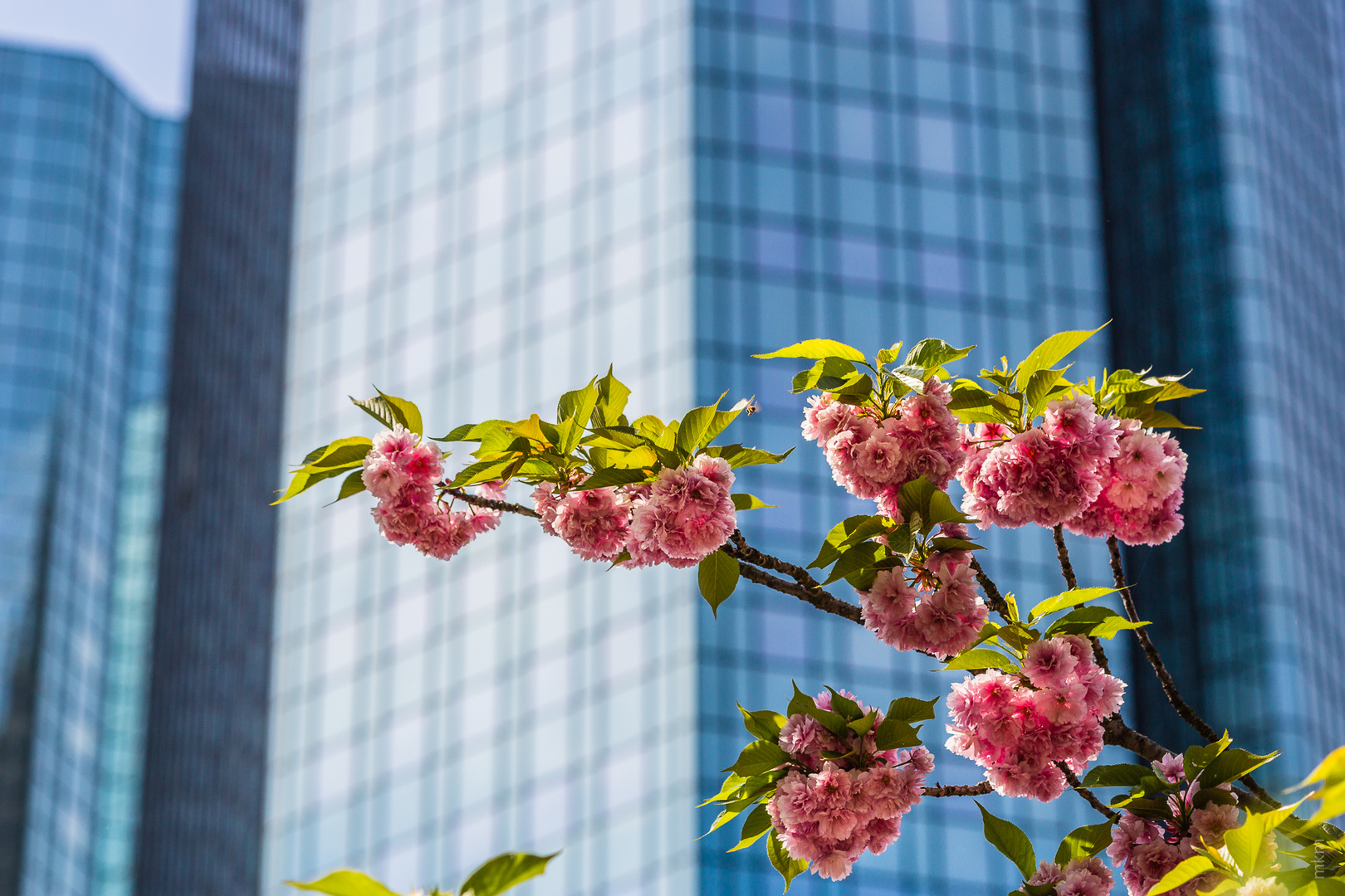 Frühling in der Großstadt