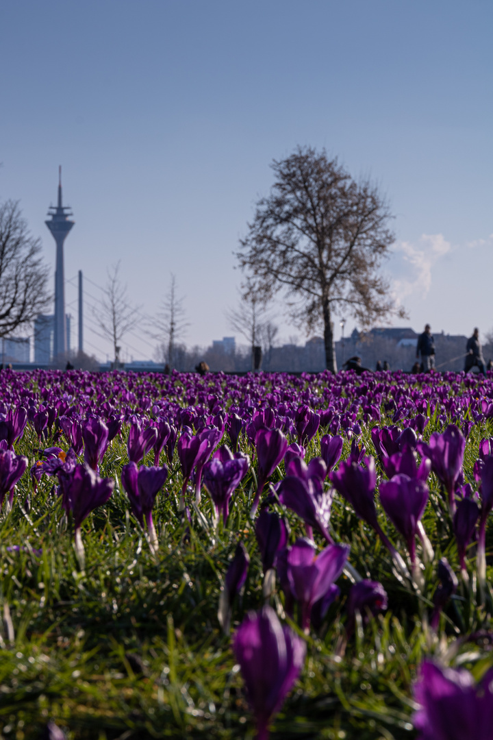 Frühling in der Großstadt