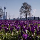 Frühling in der Großstadt