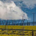 Frühling in der Hallertau