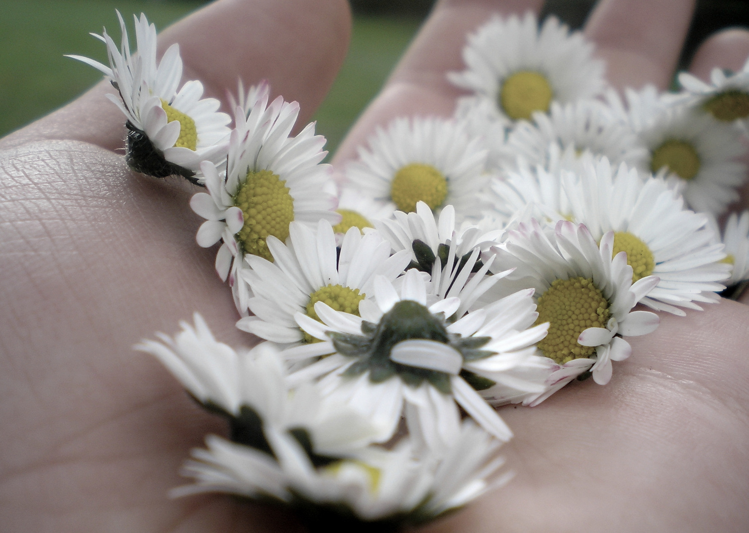 Frühling in der Hand