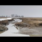 Frühling in der Haseldorfer marsch