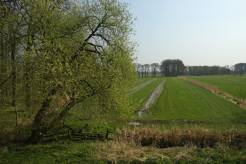 Frühling in der Haseldorfer Marsch