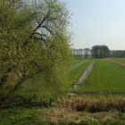 Frühling in der Haseldorfer Marsch