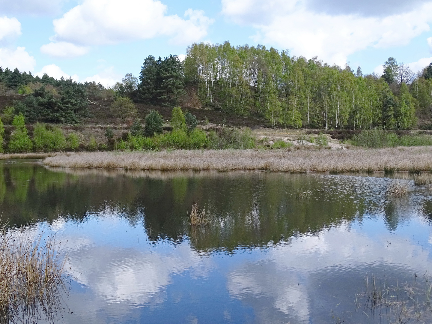 Frühling in der Heide