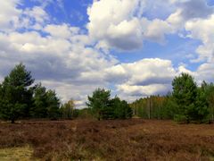 Frühling in der Heide