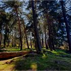 Frühling in der Heide